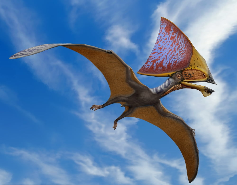 Tupandactylus imperator a pterosaur from the Early Cretaceous Period Canvas Art - Sergey KrasovskiyStocktrek Images (32 x 25)