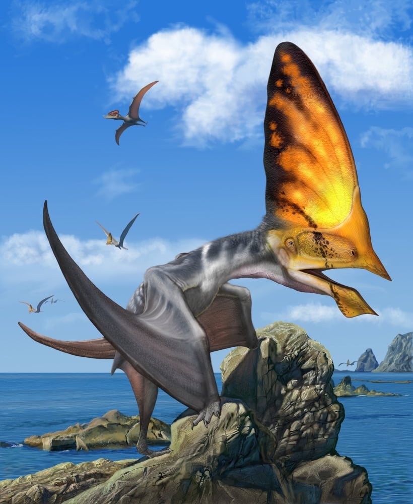 Tupandactylus perched on a rock during the Early Cretaceous Period Canvas Art - Sergey KrasovskiyStocktrek Images (13 x 16)