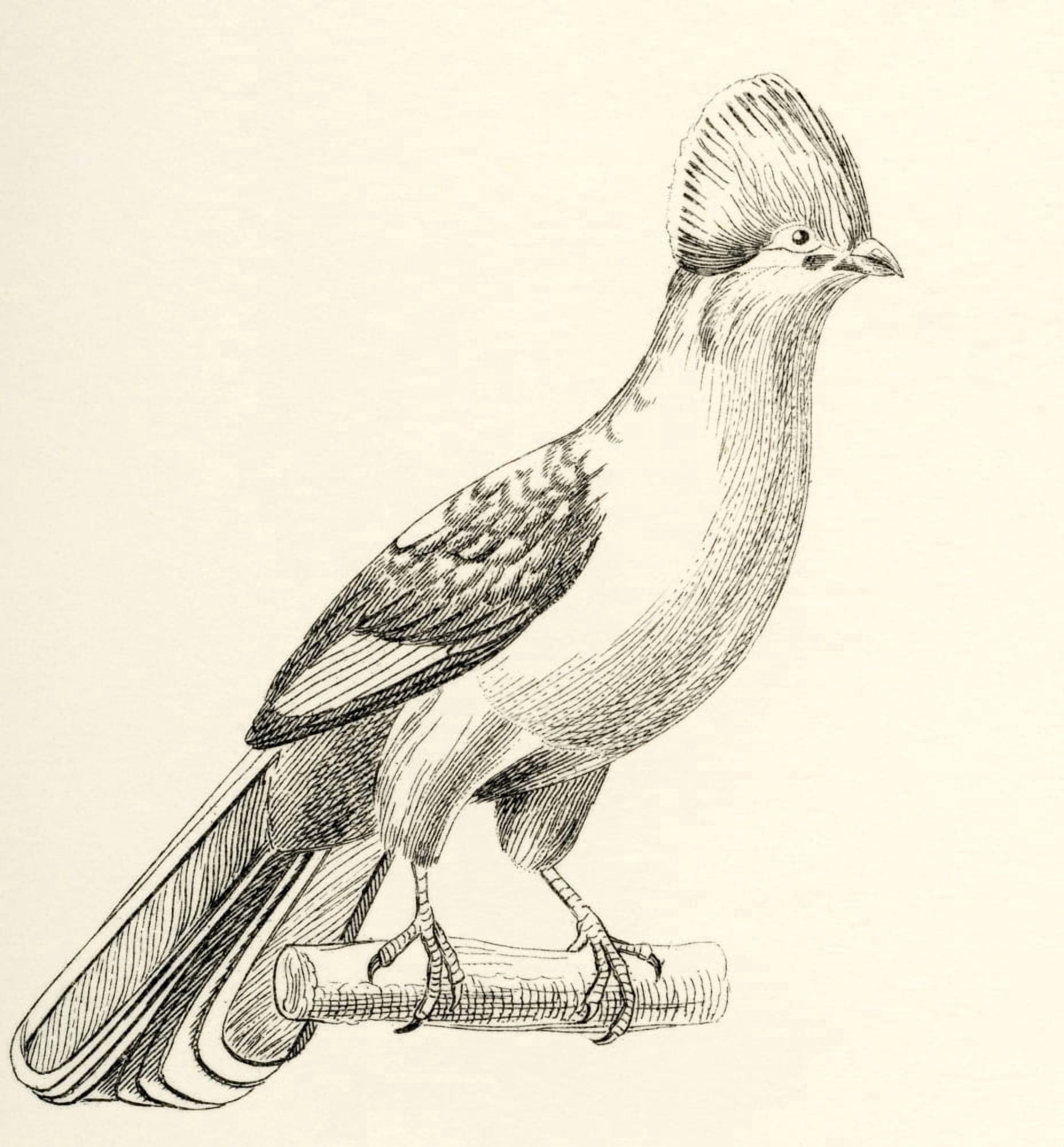Turaco Corythaix persa From The National Encyclopaedia published c1890 Canvas Art - Ken Welsh Design Pics (26 x 28)