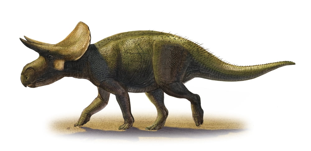 Turanoceratops tardabilis a prehistoric era dinosaur Canvas Art - Sergey KrasovskiyStocktrek Images (21 x 10)
