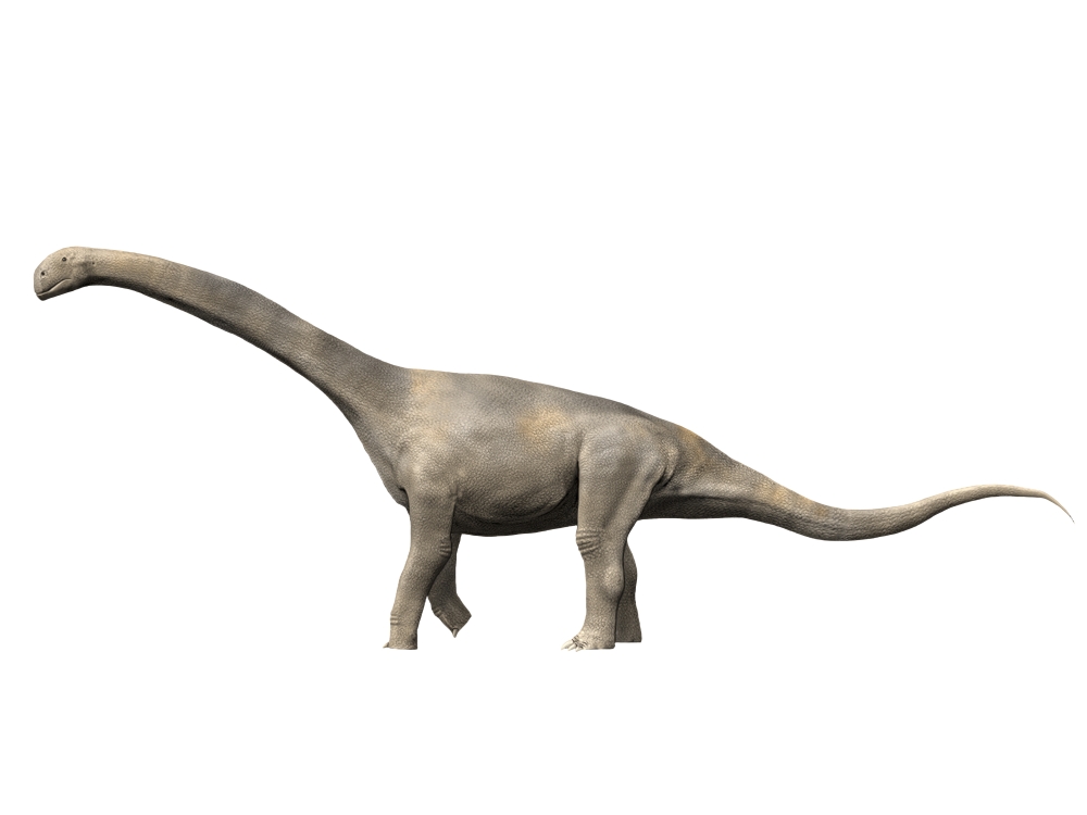 Turiasaurus riodevensis Late Jurassic or Early Cretaceous of Spain Canvas Art - Nobumichi TamuraStocktrek Images (17 x 13)