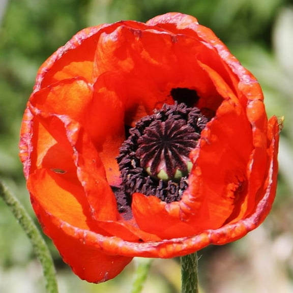Turkenlouis Oriental Poppy Flower Root - Attracts Butterflies and Hummingbirds - Deer Resistant - Good as Cut Flowers - Perennializing
