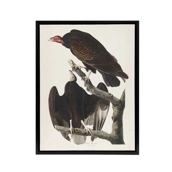 Turkey Buzzard Vulture Audubon Nature Black Framed Canvas Wall Art 12X16"