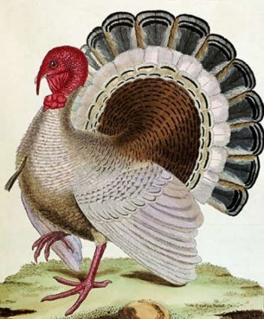 Turkey Canvas Art - Georges-Louis Leclerc Buffon (20 x 24)