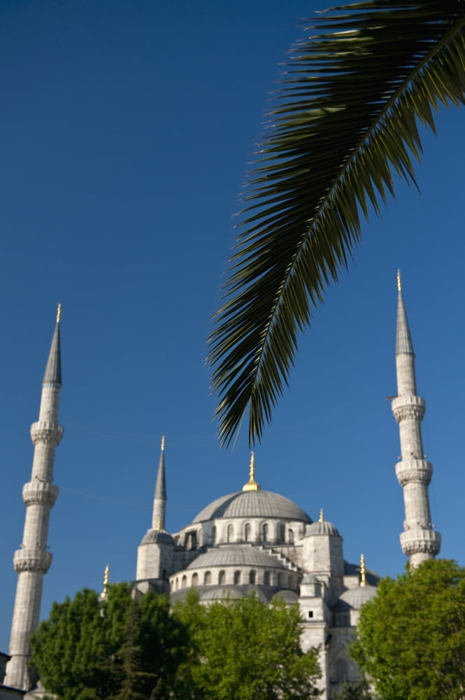 Turkey Date palm frond in front of Sultanahmet or Blue Mosque Istanbul Canvas Art - Ian Cumming Design Pics (24 x 38)