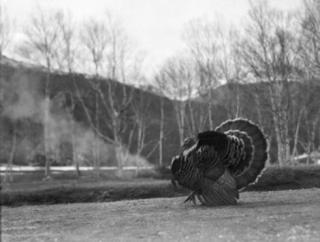 Turkey gobbler Canvas Art - (24 x 36)