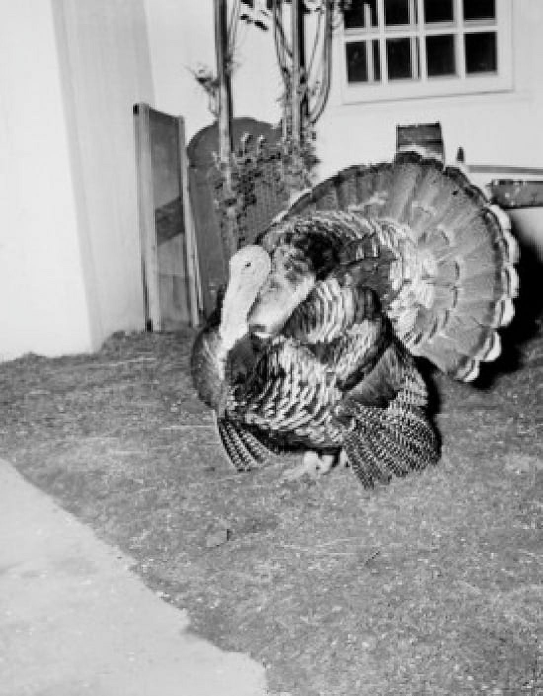Turkey in barn Canvas Art - (18 x 24)
