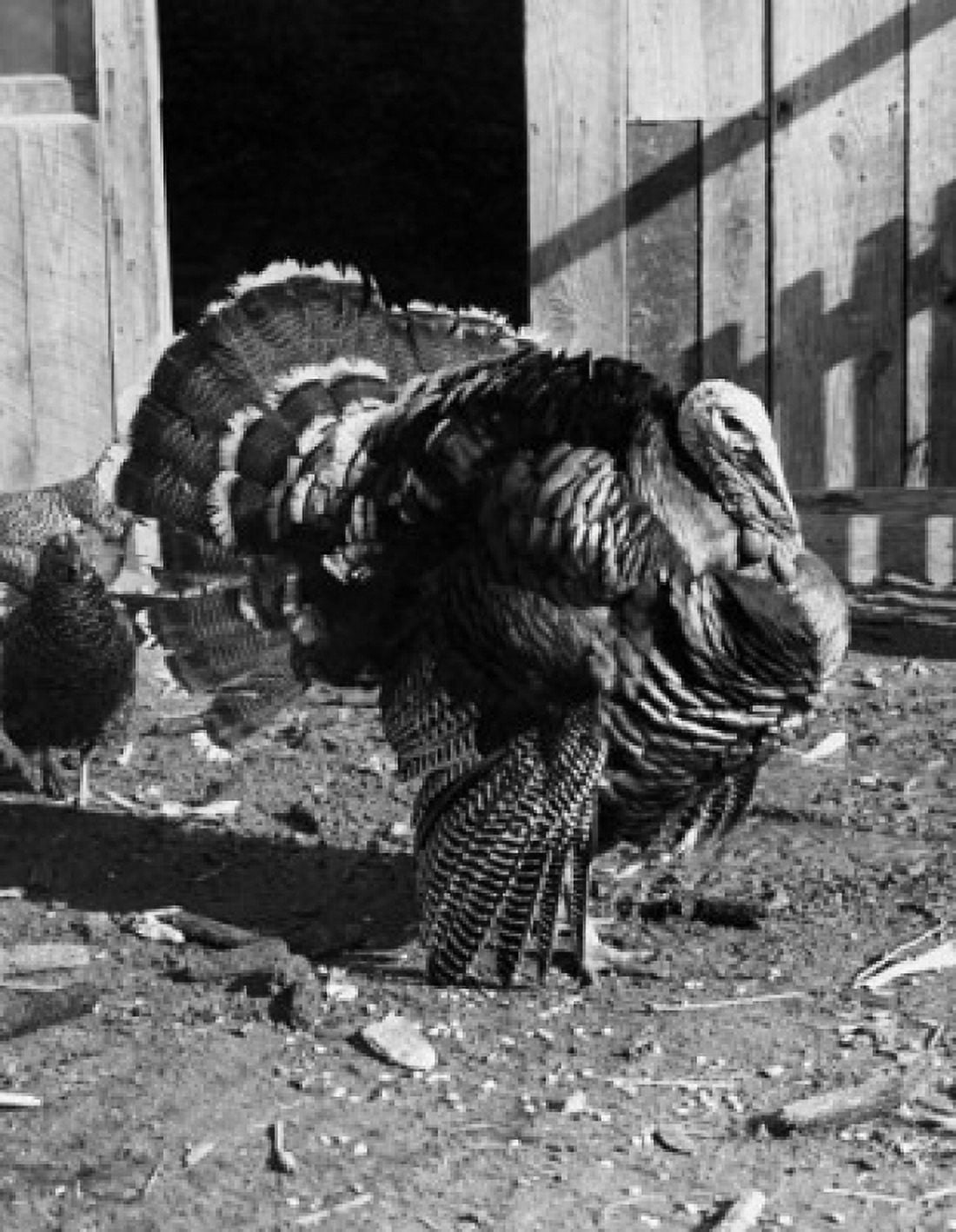 Turkey in front of a barn Canvas Art - (24 x 36)