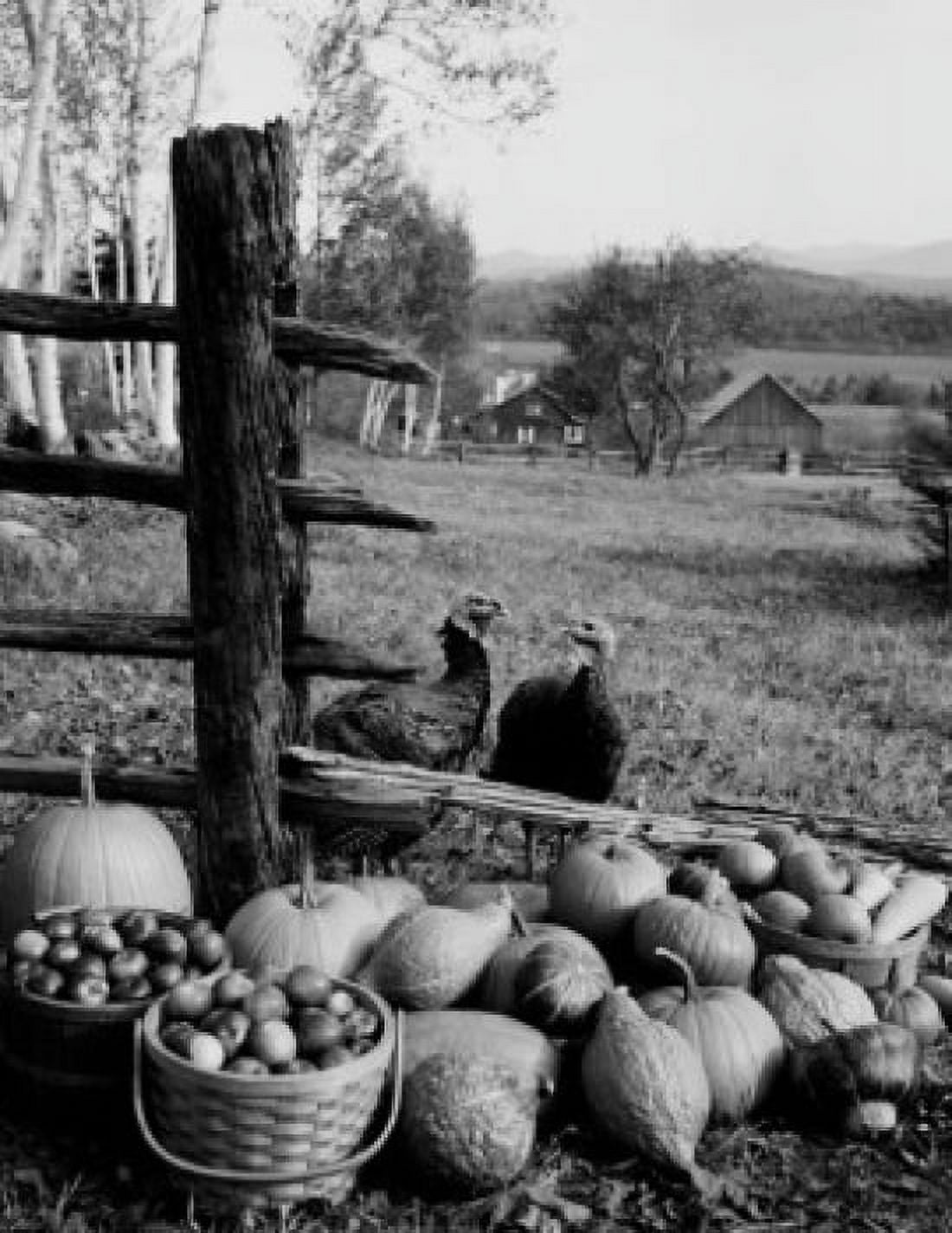 Turkeys standing near pumpkins and apples in baskets Canvas Art - (18 x 24)