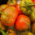 thumbnail image 1 of Turkish Orange Eggplant 1g ~298 Seeds – Non-GMO – High Yield – Unique Heirloom – Vibrant Orange Fruits with Rich Flavor – Great for Gardens & Containers, 1 of 1