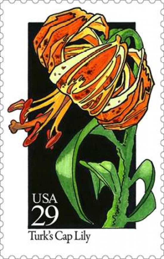 Turks Cap Lily Canvas Art - US POSTAL SERVICE (12 x 18)