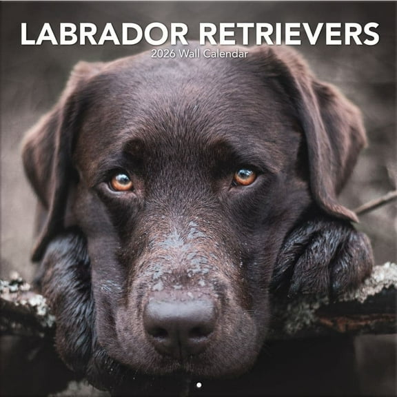 Turner Licensing, Labrador Retreivers Photo 2026 Wall Calendar, 12'' X 12'', 12-Month Calendar with Stapled Binding