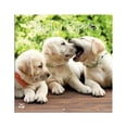 thumbnail image 1 of Turner Licensing, Puppies Playful Photo 2024 Mini Wall Calendar, 1 of 4