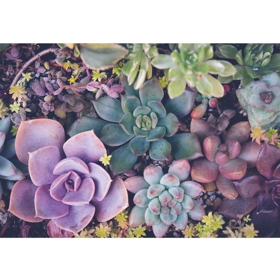 Turner Licensing, Succulents 1000 Piece Puzzle