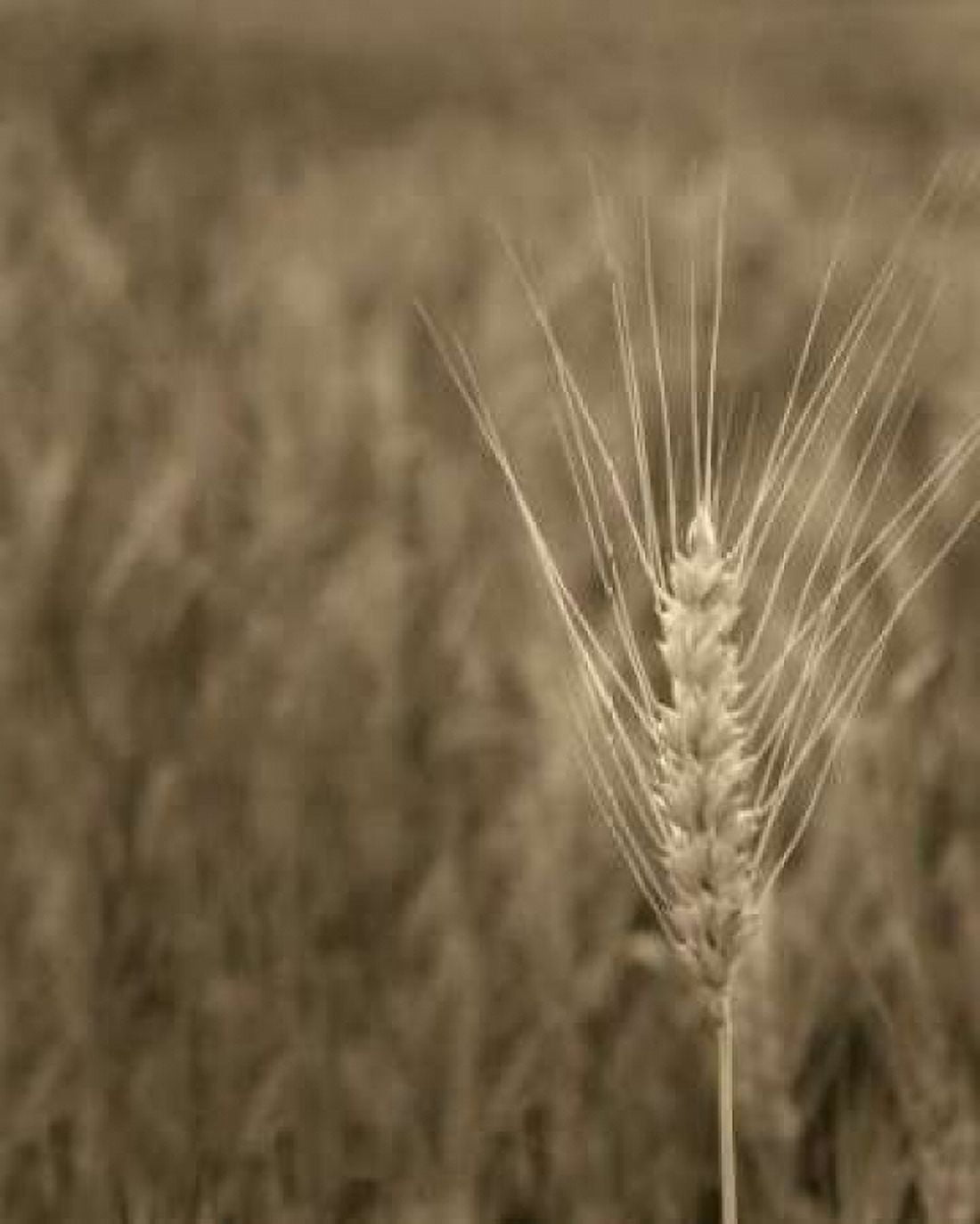 Turning Grain IV Canvas Art - Scott Larson (20 x 24)