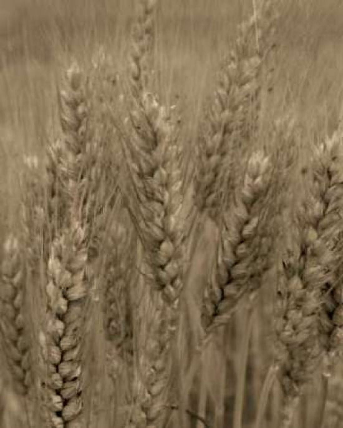 Turning Grain V Canvas Art - Scott Larson (20 x 24)
