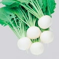 thumbnail image 1 of Turnip Seeds - Fuku Komachi - Hybrid - 1 g Packet ~320 Seeds - Non-GMO, F1 Hybrid - Asian Garden Vegetable, 1 of 7