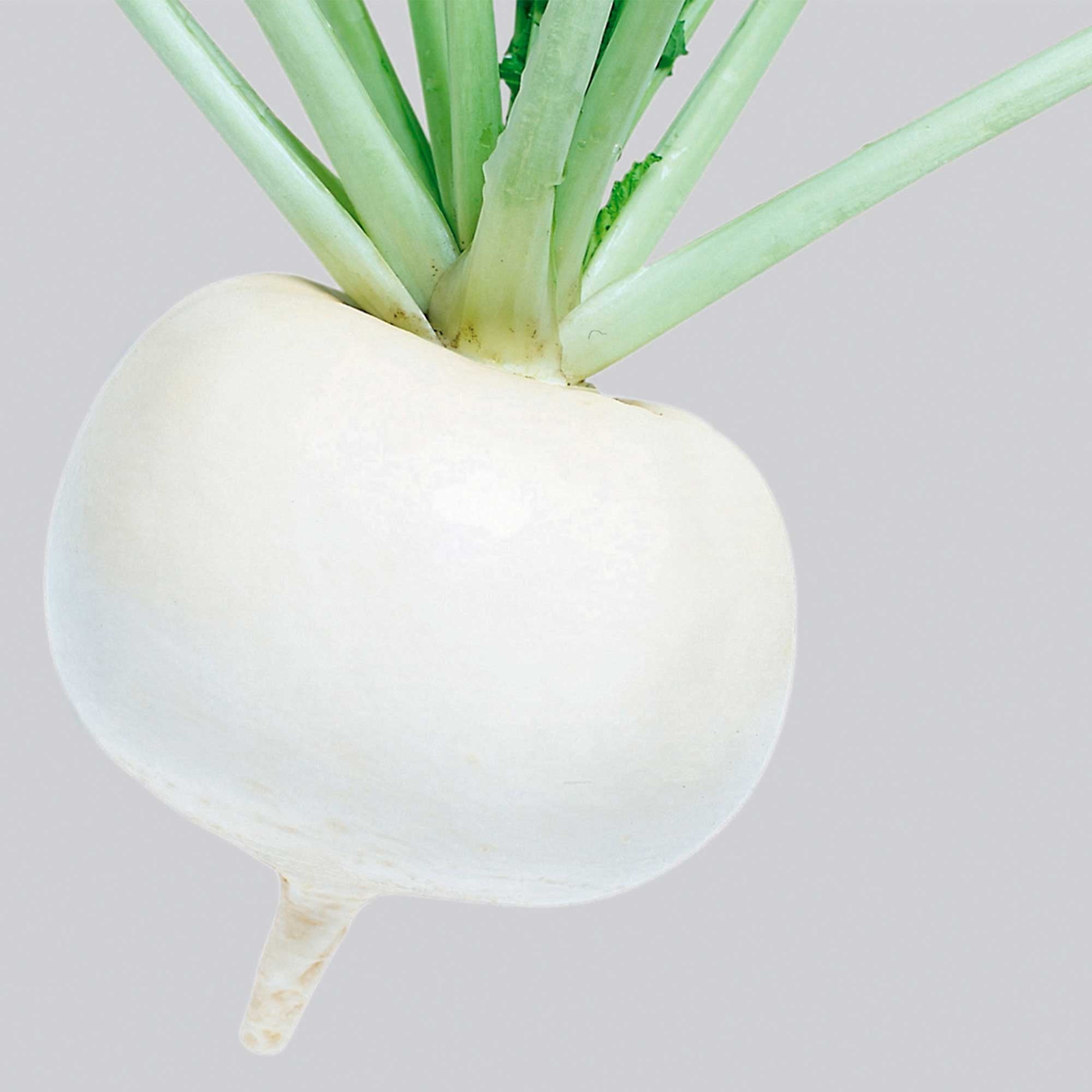 Turnip Seeds - Just Right - Hybrid - 4 Oz ~36000 Seeds - Non- GMO, F1 Hybrid - Vegetable Garden
