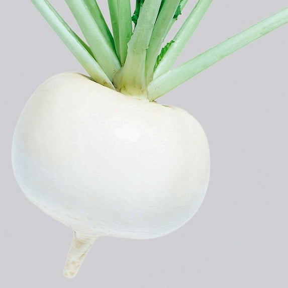 Turnip Seeds - Just Right - Hybrid - 4 Oz ~36000 Seeds - Non- GMO, F1 Hybrid - Vegetable Garden