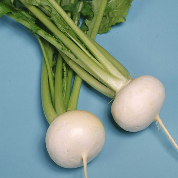Turnip Seeds - Tennouji Kabura - 3 g Packet ~975 Seeds - Non-GMO, Heirloom - Asian Garden Vegetable & Microgreens
