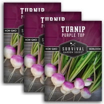 Purple Top Turnip Seeds for Planting | Heirloom Root Vegetable - Biennial, Full Sun (3 Packs)