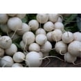 thumbnail image 1 of Turnip White Egg Deer Food Plot Great Heirloom Vegetable By Seed Kingdom 5,000 Seeds, 1 of 1