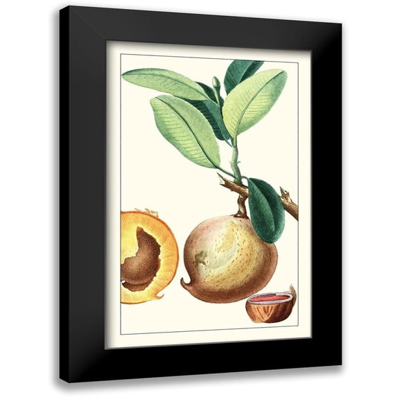 Turpin 10x14 Black Modern Framed Museum Art Print Titled - Turpin Exotic Botanical II