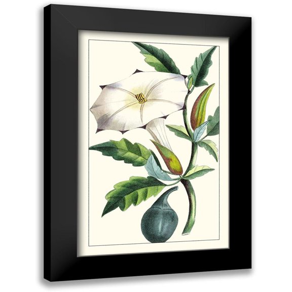 Turpin 10x14 Black Modern Framed Museum Art Print Titled - Turpin Exotic Botanical I