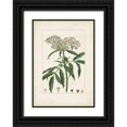 thumbnail image 1 of Turpin  11x14 Black Ornate Wood Framed with Double Matting Museum Art Print Titled - Antique Turpin Botanical VII, 1 of 4