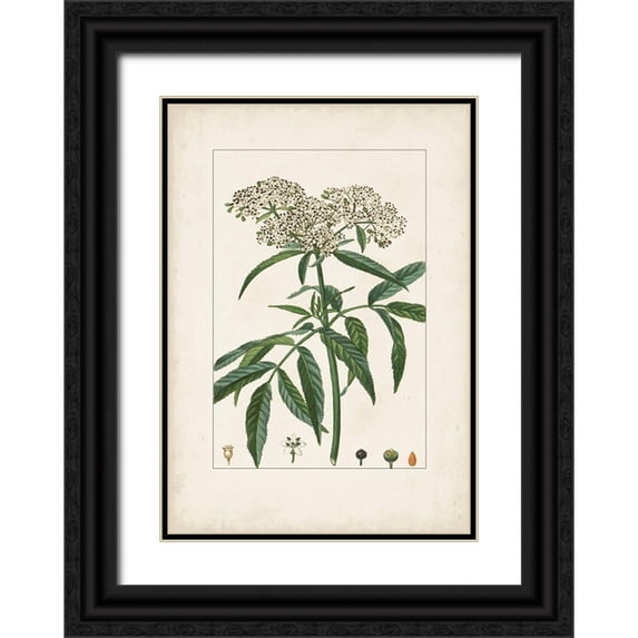 Turpin 11x14 Black Ornate Wood Framed with Double Matting Museum Art Print Titled - Antique Turpin Botanical VII