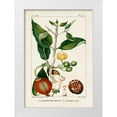 thumbnail image 1 of Turpin 11x14 White Modern Wood Framed Museum Art Print Titled - Turpin Foliage and Fruit III, 1 of 4