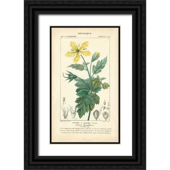 Turpin 12x18 Black Ornate Wood Framed with Double Matting Museum Art Print Titled - Botanique Study in Yellow IV