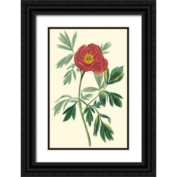 Turpin 13x18 Black Ornate Wood Framed with Double Matting Museum Art Print Titled - Crimson Beauty III