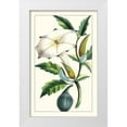 thumbnail image 1 of Turpin 13x18 White Modern Wood Framed Museum Art Print Titled - Turpin Exotic Botanical I, 1 of 4