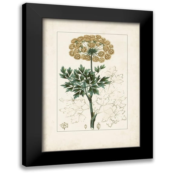 Turpin 14x18 Black Modern Framed Museum Art Print Titled - Antique Turpin Botanical VI