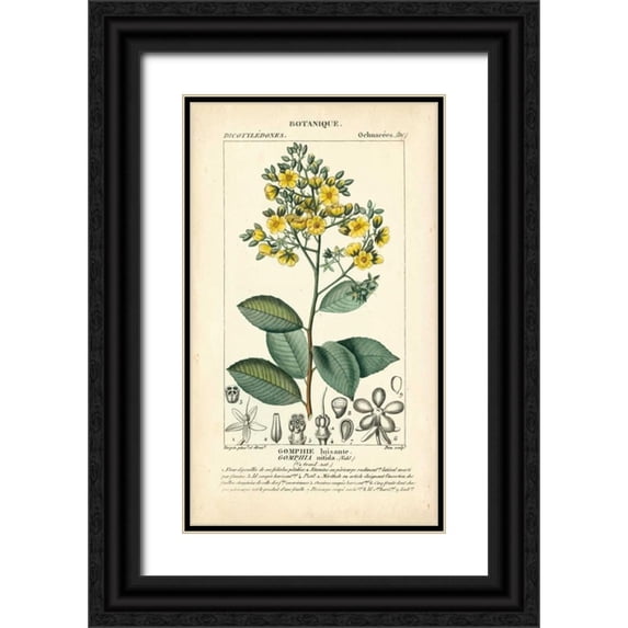 Turpin 16x24 Black Ornate Wood Framed with Double Matting Museum Art Print Titled - Botanique Study in Yellow II