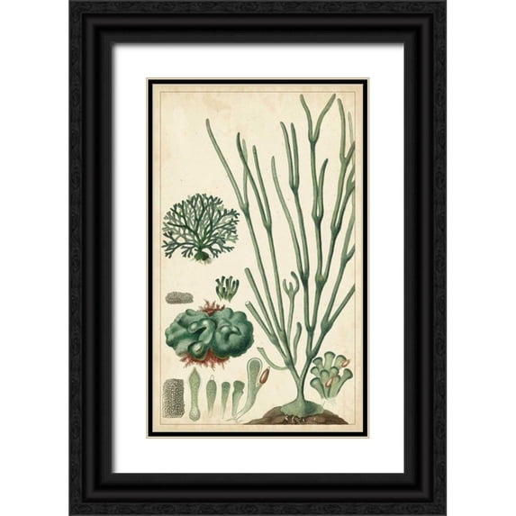 Turpin 16x24 Black Ornate Wood Framed with Double Matting Museum Art Print Titled - Turpin Seaweed VI