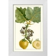 thumbnail image 1 of Turpin 17x24 White Modern Wood Framed Museum Art Print Titled - Turpin Exotic Botanical IV, 1 of 4