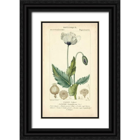 Turpin 20x32 Black Ornate Wood Framed with Double Matting Museum Art Print Titled - Botanique Study in Lavender II