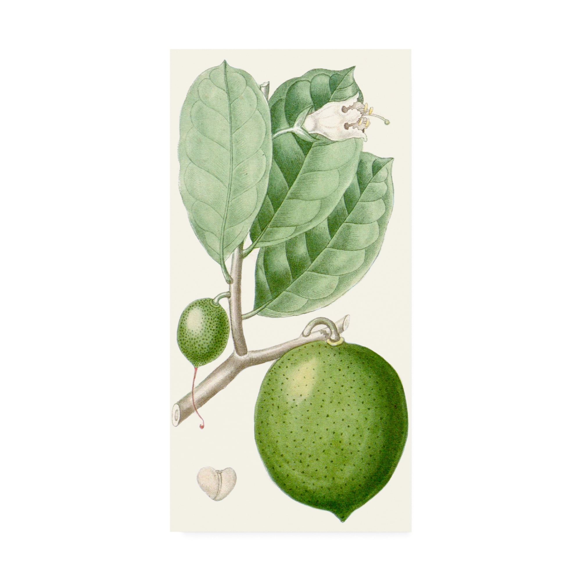 Turpin Fruit III' Canvas Art by Turpin