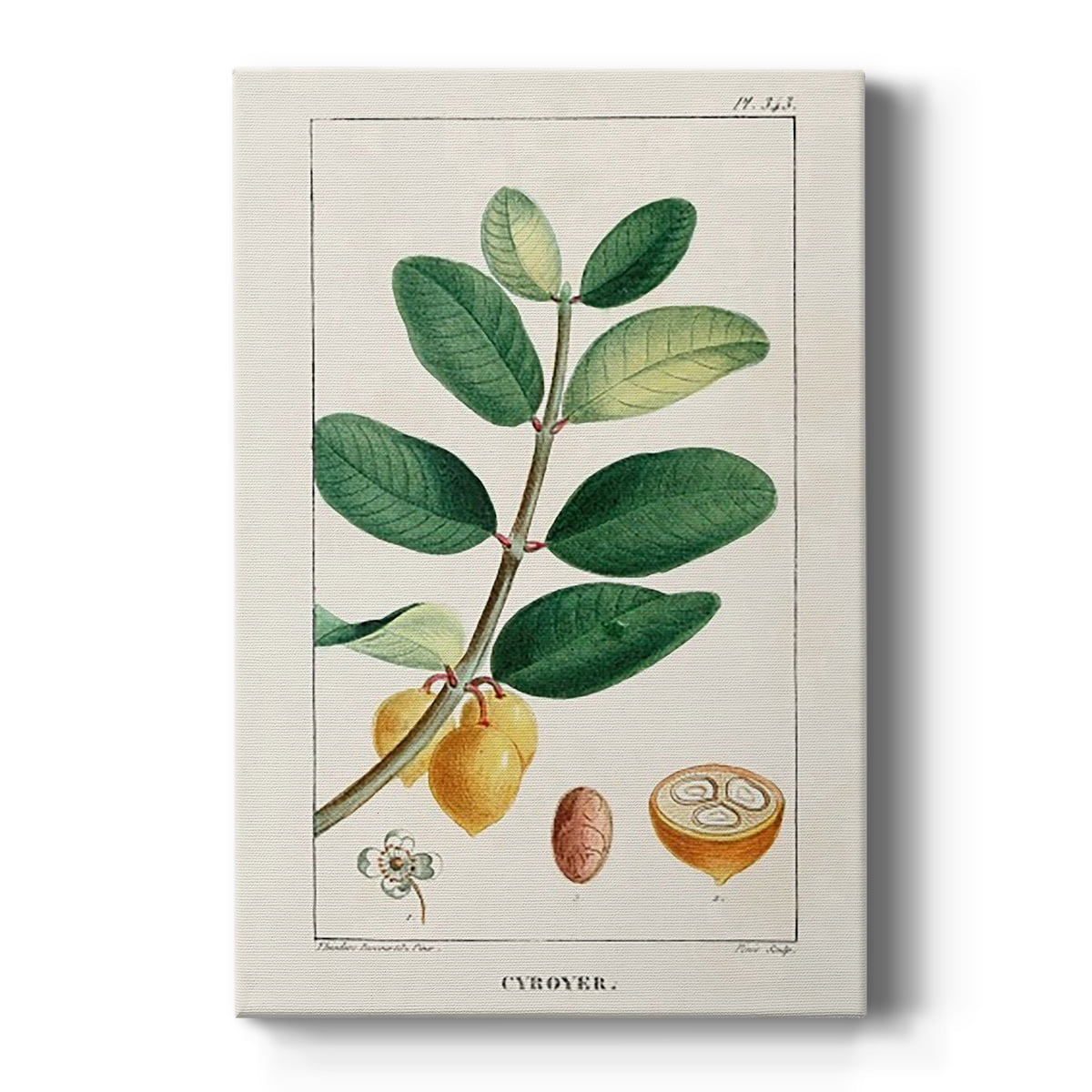 Turpin Tropical Botanicals V Premium Gallery Wrapped Canvas - Ready to Hang
