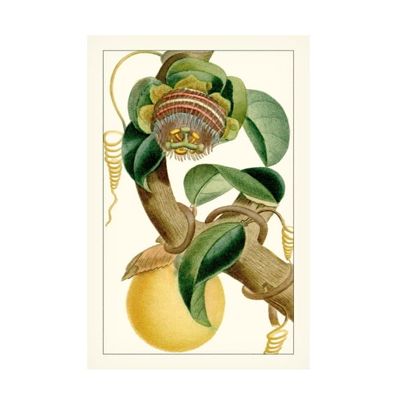 Turpin 'Turpin Exotic Botanical VII' Canvas Art