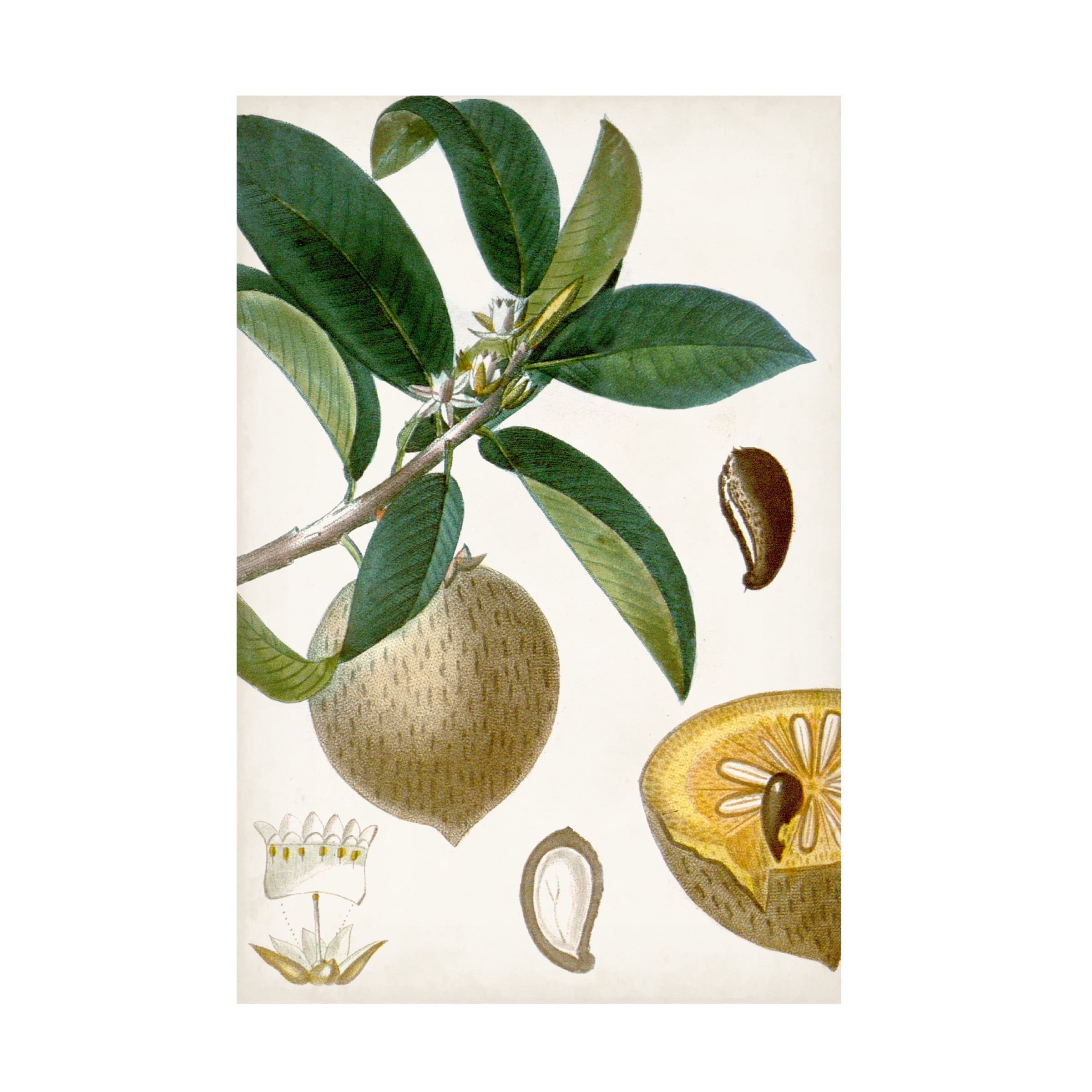 Turpin Tropical Fruit I 16x24 Canvas Art in Green and Beige