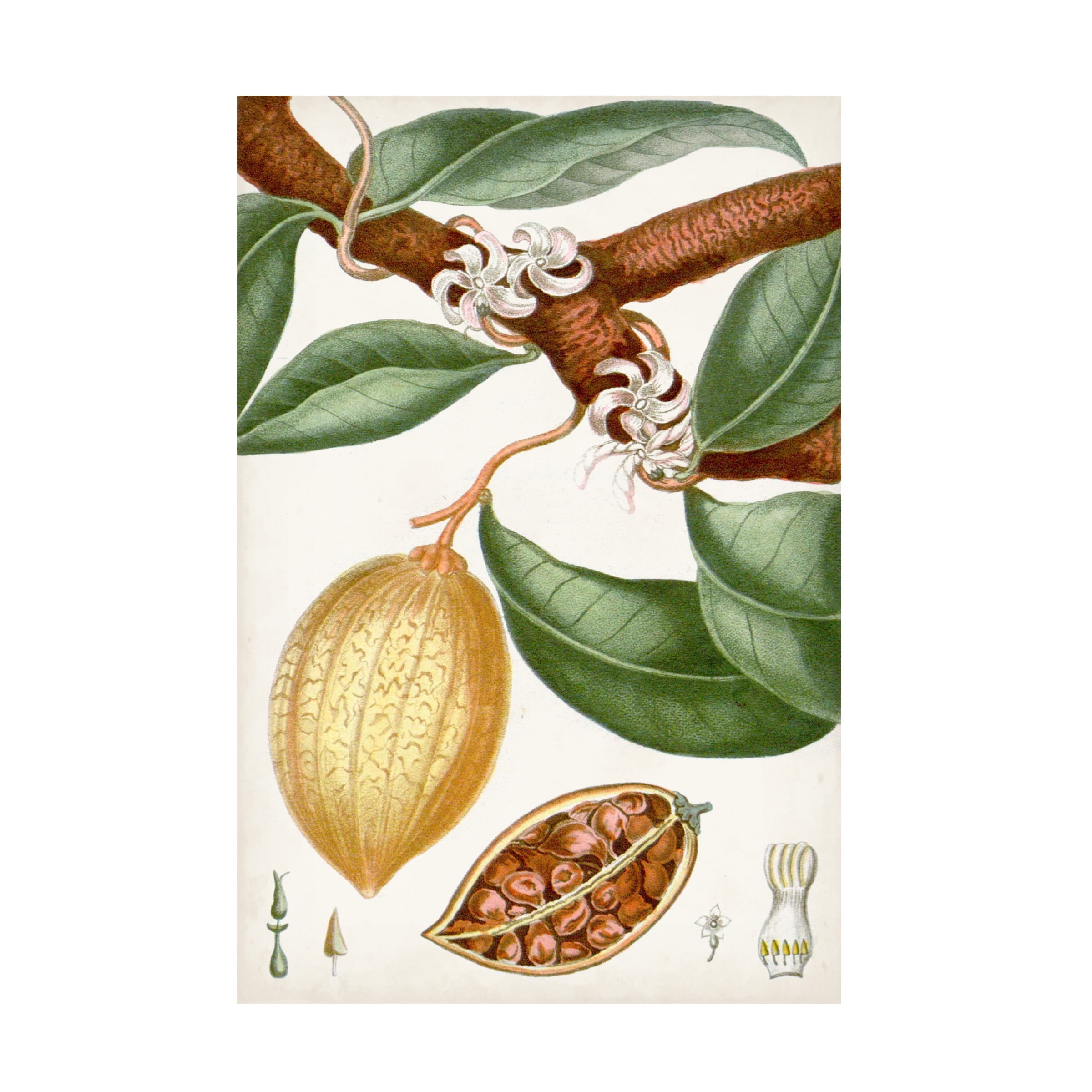 Turpin Tropical Fruit II 12x19 Canvas Art in Green and Brown