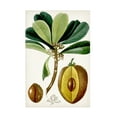 thumbnail image 1 of Turpin 'Turpin Tropical Fruit VI' Canvas Art, 1 of 3