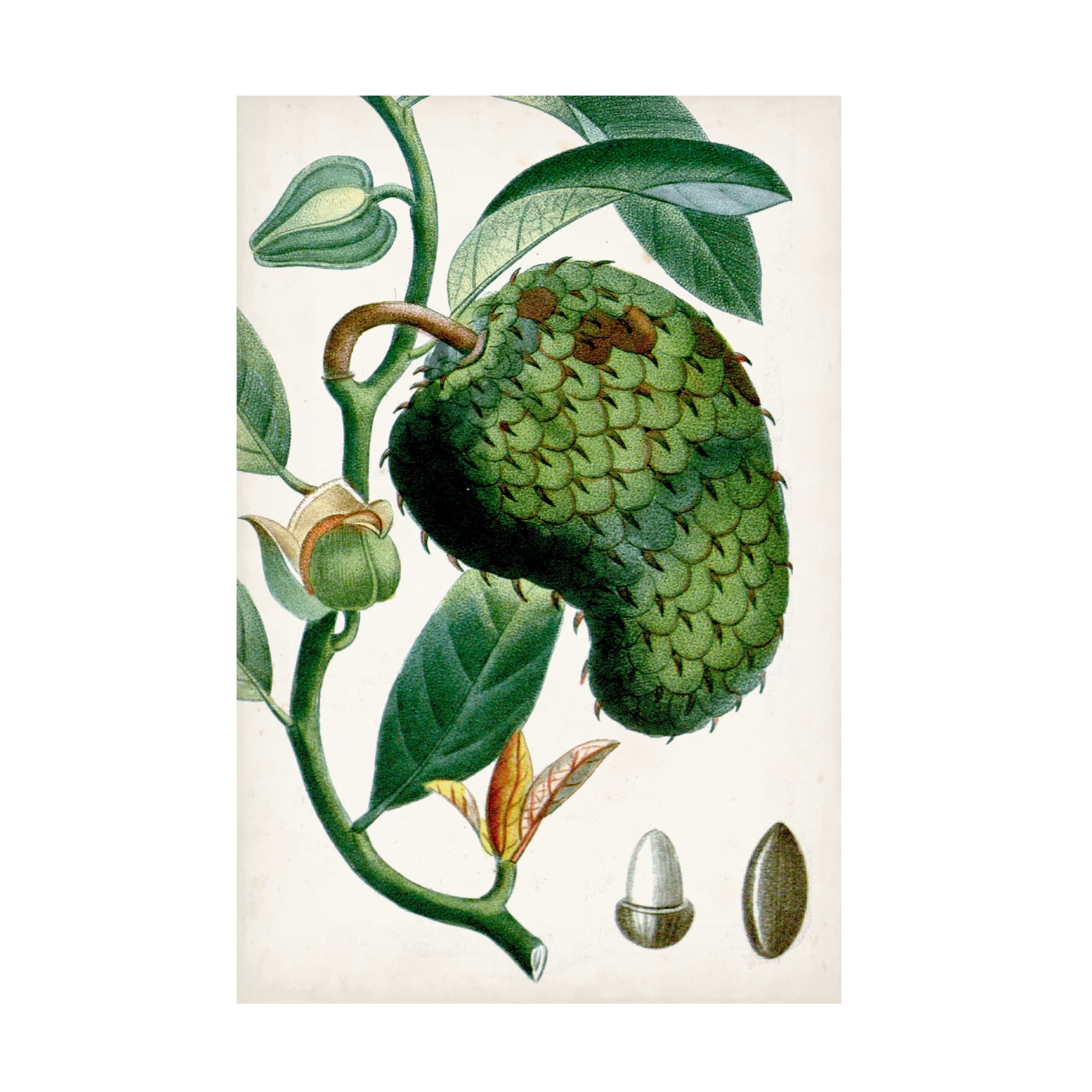 Turpin Tropical Green Fruit Canvas Art in 22 x 32 Inches