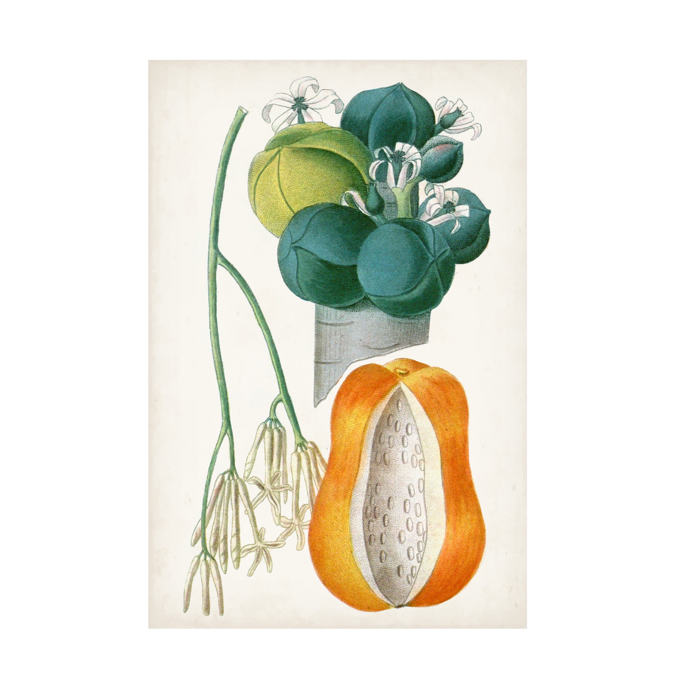 Turpin Tropical Fruit XII Canvas Art in Green and Orange