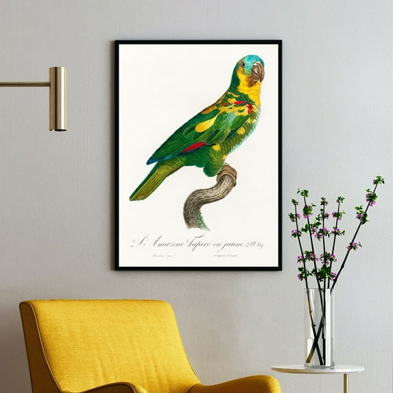 The Turquoise-Fronted Amazon, Amazona Aestiva - 1801—1805 | Francois Levaillant | Premium Fine Art Print | 18th Century French | Naturalism | Portrait | Nature Art