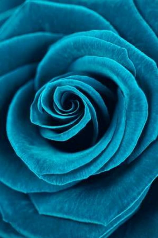 Turquoise Rose Canvas Art - Cora Niele (24 x 36)