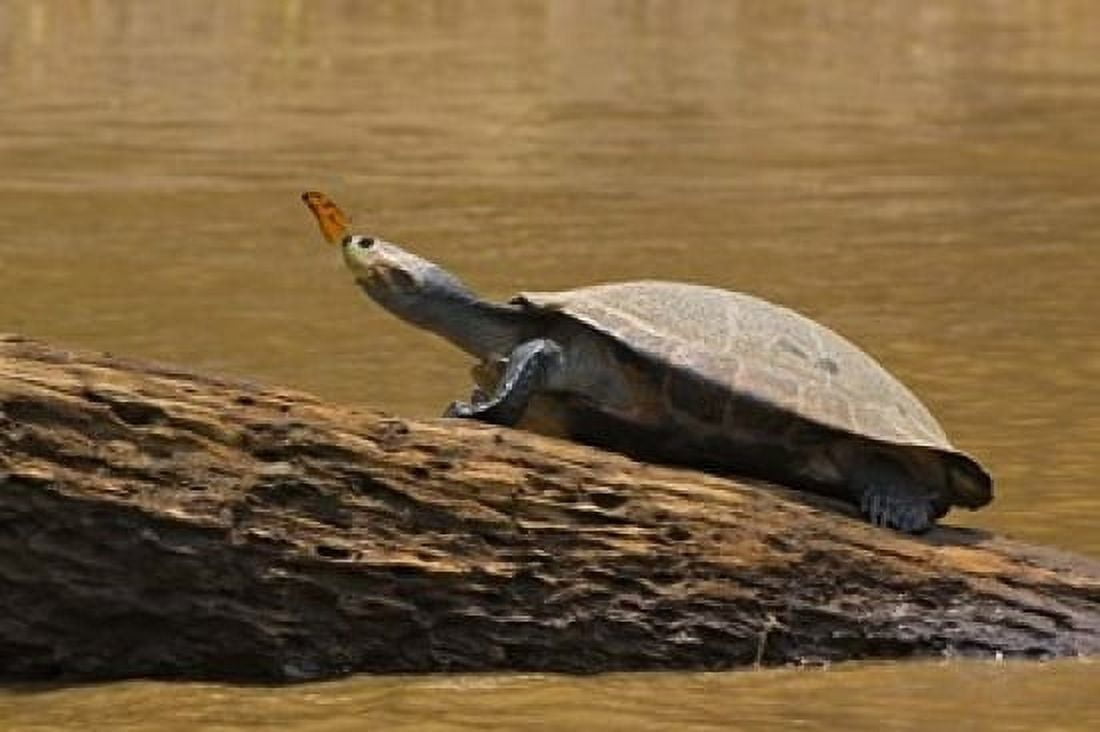 Turtle Atop Rock with Butterfly on its Nose Madre de Dios Amazon River Basin Peru Canvas Art - Jaynes Gallery DanitaDelimont (36 x 24)